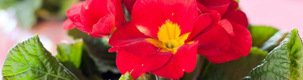 cropped-cropped-Primula.jpg