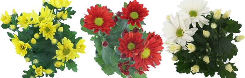 sld-chrysant-geel-rood-wit2